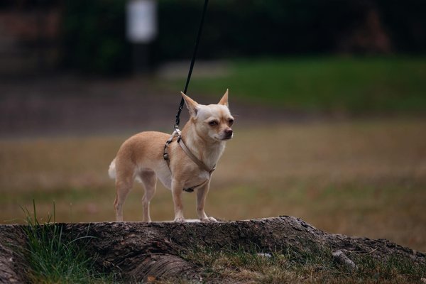 Arbre à chat xxl : l'atelier parfait pour vos félins !