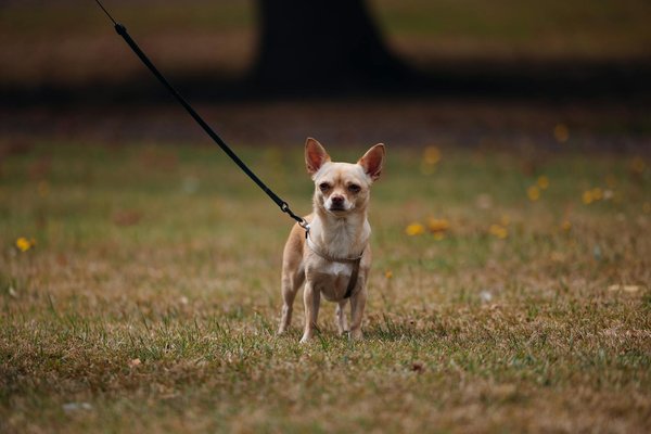 Quels aliments naturels sont les plus bénéfiques pour la santé de votre chat ?