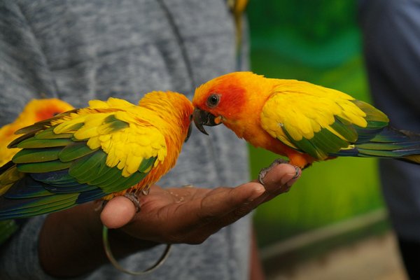 Choisissez la pierre d'aquarium idéale pour un décor aquatique sûr