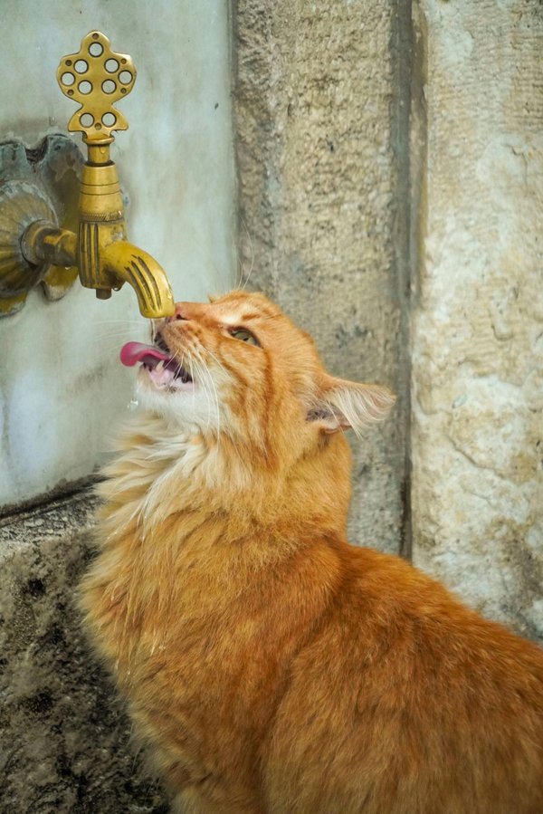 Fontaine à eau sans fil pour chat : guide d'achat et avantages